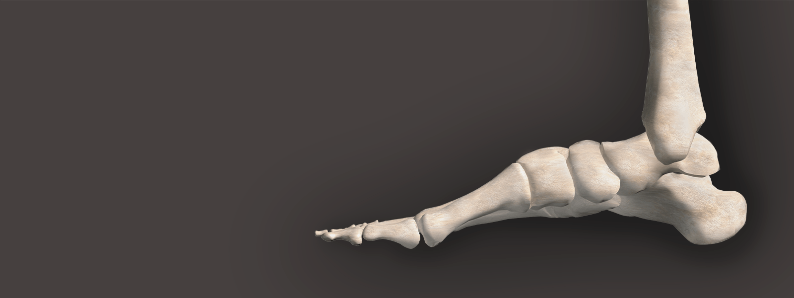 3D render of a foot's bone structure