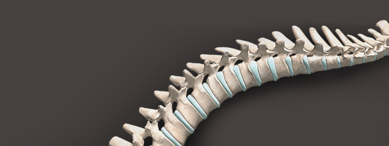3D rendering of a spine